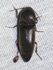 Diplostethus