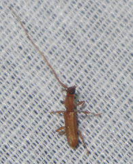 Hypexilis pallida