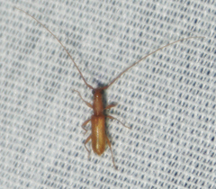 Hypexilis pallida