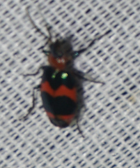 Lebia bitaeniata