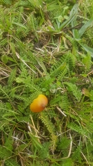 Hygrocybe