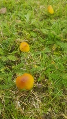 Hygrocybe