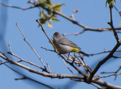 Leiothlypis virginiae