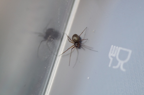 Lepthyphantes hérissé