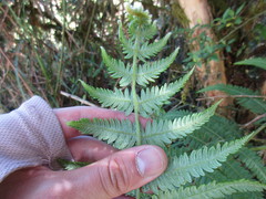 Pteridium revolutum