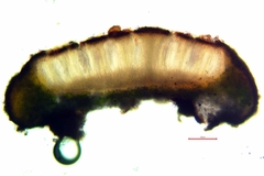 Acarospora obpallens