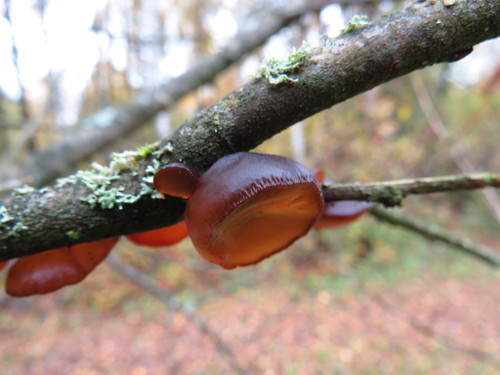 amber jelly fungus