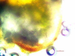 Acarospora obpallens