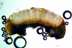 Acarospora obpallens