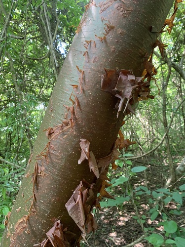 Bursera grandifolia (Bursera grandifolia)
