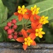 Tropical Milkweed - Photo (c) Susan J. Hewitt, some rights reserved (CC BY-NC), uploaded by Susan J. Hewitt