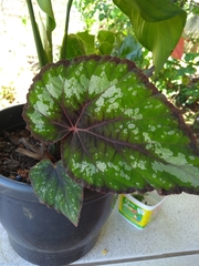 Begonia rex-cultorum