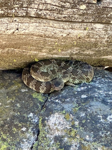 iNaturalist observation photo of Northern Pacific Rattlesnake