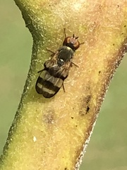 Chaetopsis fulvifrons