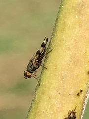 Chaetopsis fulvifrons
