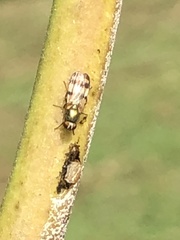 Chaetopsis fulvifrons