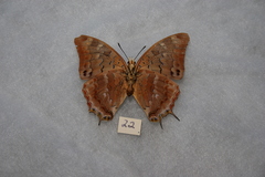 Charaxes galawadiwosi