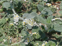 Pontia daplidice