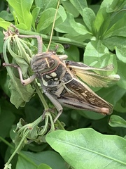 Kraussaria angulifera