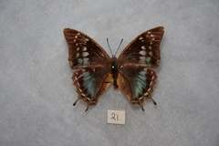 Charaxes galawadiwosi