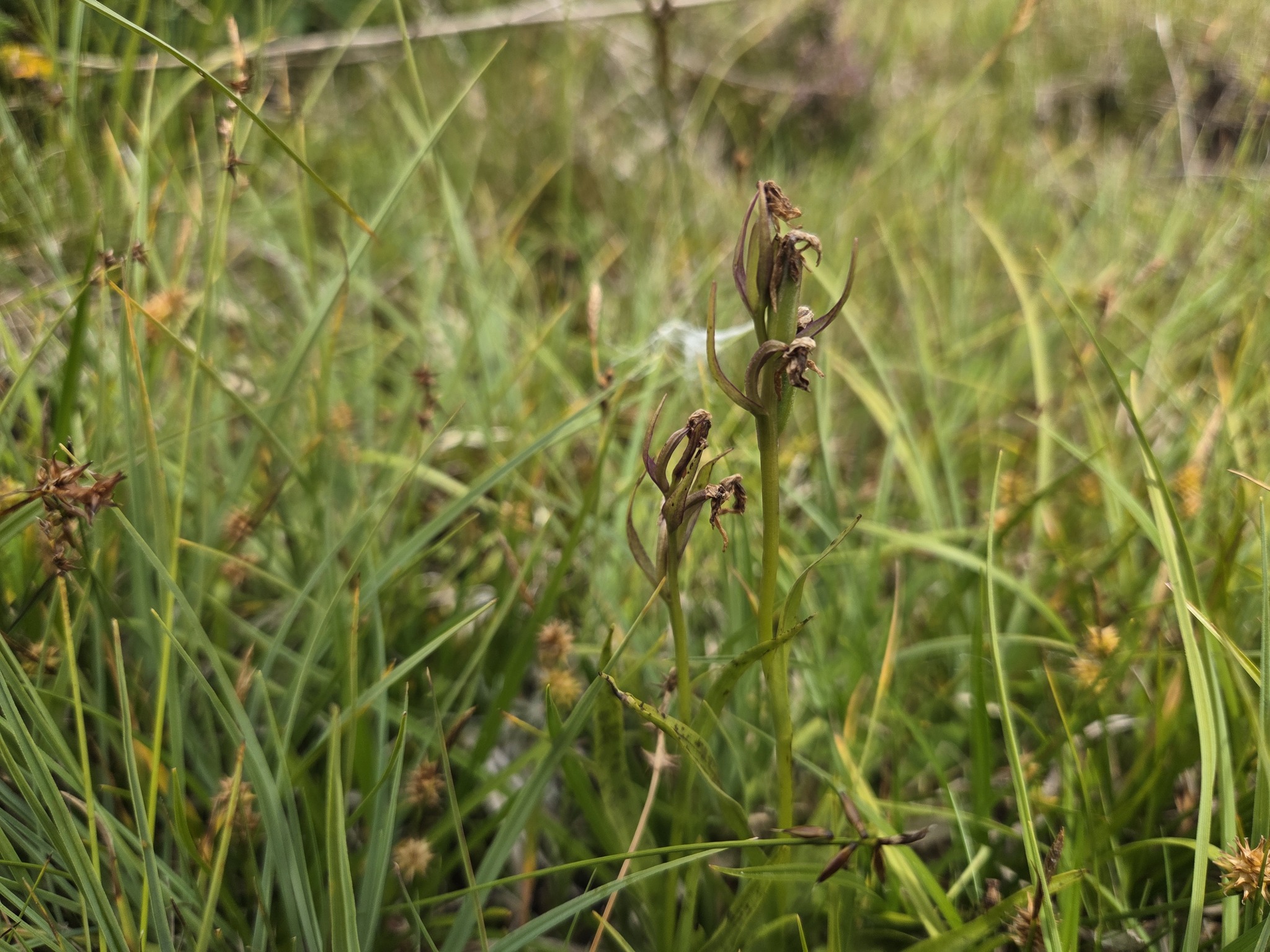 Narrow-Leaved Marsh Orchid (Dactylorhiza traunsteineri)