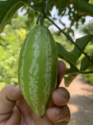 Mexican Sour Gherkin (Melothria scabra)