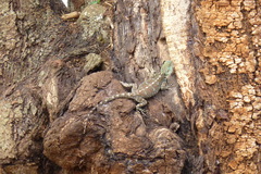 Acanthocercus atricollis