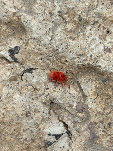 Dinothrombium gigas