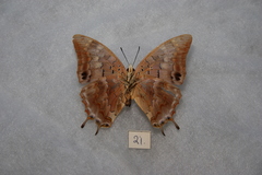 Charaxes galawadiwosi