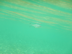 Trachinotus ovatus