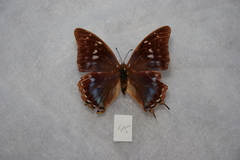 Charaxes galawadiwosi