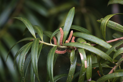 yucca plum pine (Podocarpus coriaceus)