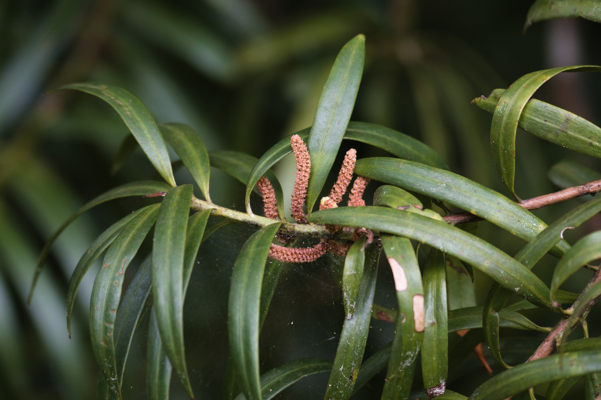 Podocarpus coriaceus