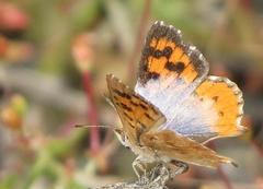 Chrysoritis pan lysander