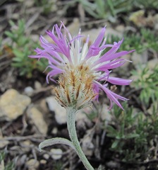 Psephellus boissieri