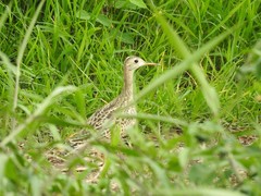 Bartramia longicauda