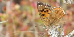 Chrysoritis pan lysander