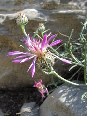 Psephellus boissieri