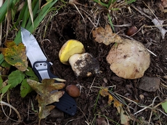 Butyriboletus persolidus
