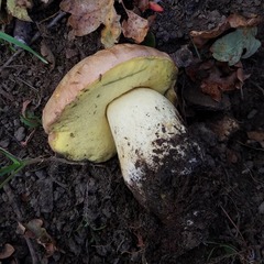 Butyriboletus persolidus