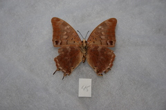 Charaxes galawadiwosi