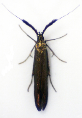 Coleophora mayrella