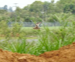 Bartramia longicauda