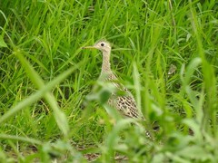 Bartramia longicauda