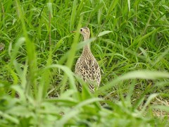 Bartramia longicauda