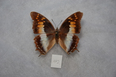 Charaxes galawadiwosi