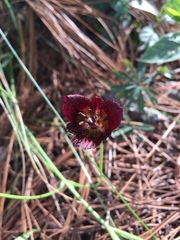 Calochortus occidentalis