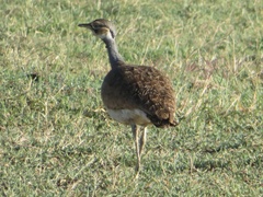 Eupodotis senegalensis