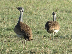 Eupodotis senegalensis