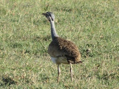 Eupodotis senegalensis